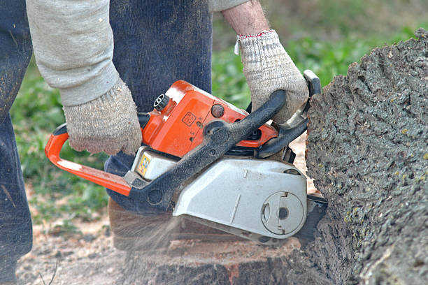 Pest Control for Lawns in Netcong, NJ