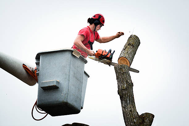 How Our Tree Care Process Works  in  Netcong, NJ